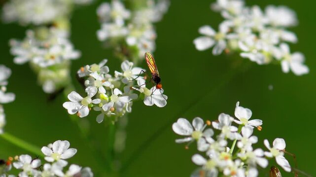 Dance Fly (Empididae) Feeding on White Umbel Flower &ndash; Macro Close‑Up