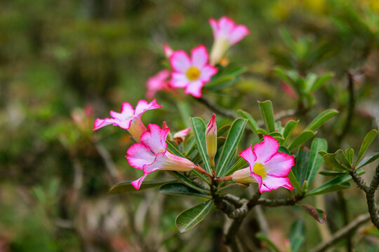 Beautiful Pink Adenium Obesum Flowers in Full Bloom with Natural Green Background