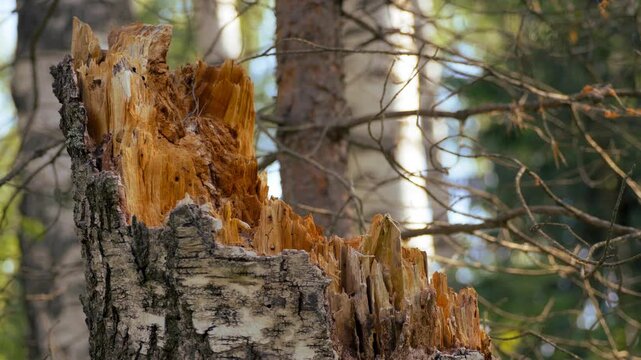 broken tree trunk in forest with visible insect bore holes in the wood. Concept of wood‑boring beetle damage, forest pest infestation, natural decay and ecosystem cycle