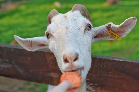 A close-up portrait of a white horned goat leaning over a wooden fence to take a piece of carrot from a person's hand. Concept of animal feeding and farm tourism.