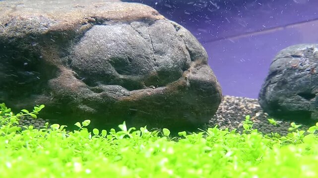 Artificial Rock and Green Grass in Purple Aquarium Background