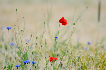 Naklejka premium Beautiful Poppies And Cornflowers In The Field