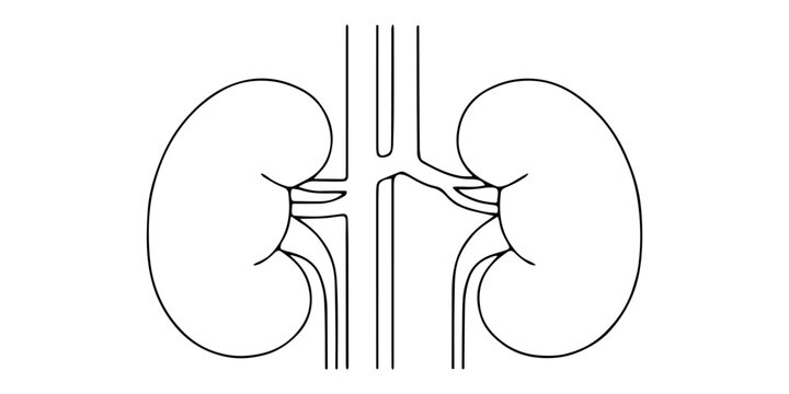  human kidneys  continuous one line drawing, One continuous line drawing of the human kidney organ, Human kidney one line art drawing for medical concept, One continuous line drawing of the human 