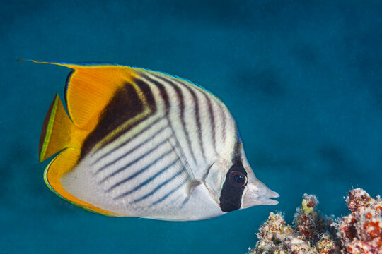 Close up of a vibrant yellow and white auriga butterflyfish in its natural tropical habitat.
