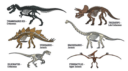 Dinosaur Skeletons: Tyrannosaurus Rex, Triceratops, Stegosaurus, Brachiosaurus, Velociraptor, Pterodactyl © Bunga