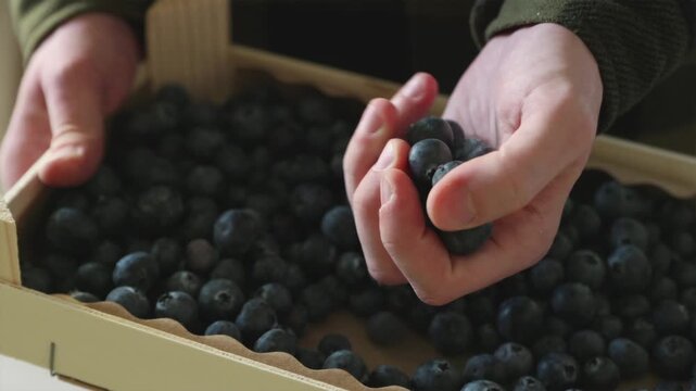 Farmer in plaid shirt holding wooden crate of fresh organic blueberries and checking harvest quality