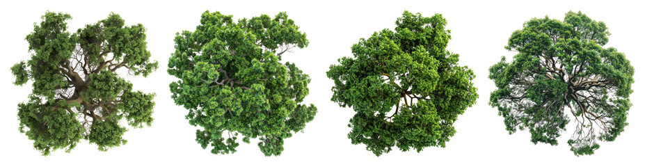 Obraz premium PNG Lush green tree canopy top on transparent background