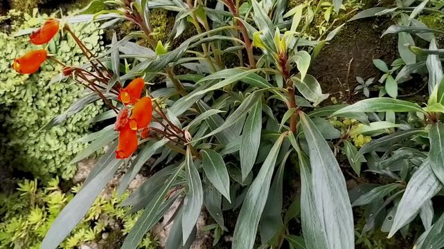 The beauty of Seemannia sylvatica, Gloxinia sylvatica, Bolivian sunset blossoming green garden spring. Nature and growth. Garden flowers. Footage. 