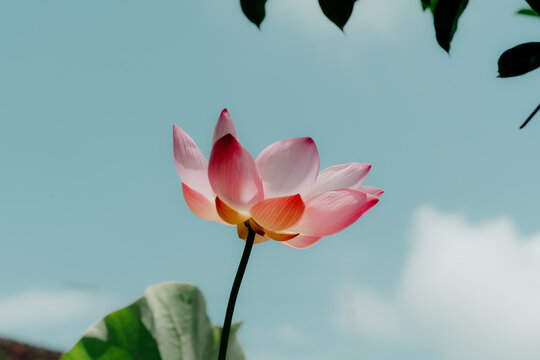 a Sacred Lotus Nelumbo Flower is blossom. Isolated by beautiful blue sky. Low angle shot. Religion background