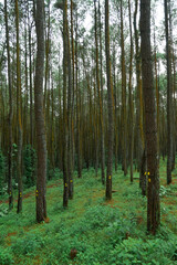 Obraz premium pine forest in the morning