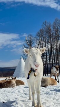 Christmas reindeer white deer with ribbon and bell in winter snow 