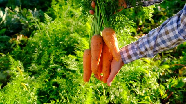 Carrot harvest in the hands of a farmer. Selective focus.