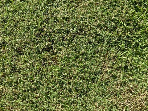 a patch of lawn with a mix of green grass and patches of dry, brown grass. The texture is uneven, displaying natural wear, sunlight exposure, and areas of decay or dormancy.