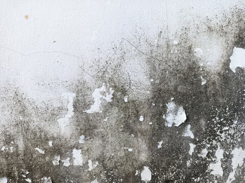 An old weathered concrete wall with a rough and porous texture. A large portion of the surface is covered in dark mold stains and patches of moss.