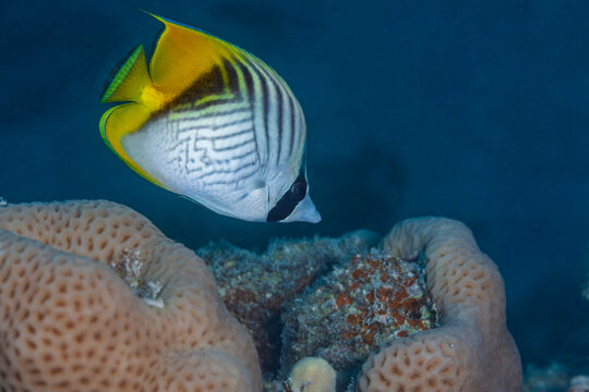 Close-up of a vibrant yellow auriga butterflyfish in the deep blue waters of the Red Sea.
