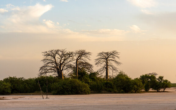 Baobab trees standing against a hazy sky, The Gambia