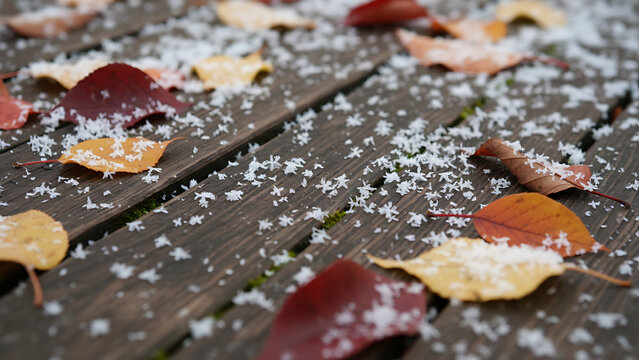 Vibrant orange maple foliage and delicate white snowflakes resting on a rustic weathered timber background, representing the seasonal transition from late autumn to early winter.