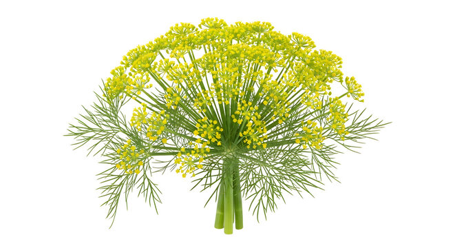 Fresh dill flower cluster with feathery green leaves isolated on white background