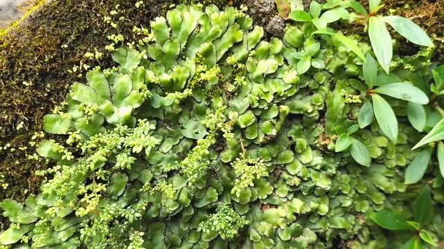 Closeup view of green Liverwort or Marchantia polymorpha, showcasing their textured thallus structure and the fresh appearance, symbolizing growth, life, and natural vibrancy.