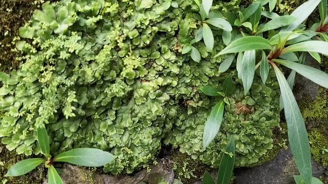 Closeup view of green Liverwort or Marchantia polymorpha, showcasing their textured thallus structure and the fresh appearance, symbolizing growth, life, and natural vibrancy.