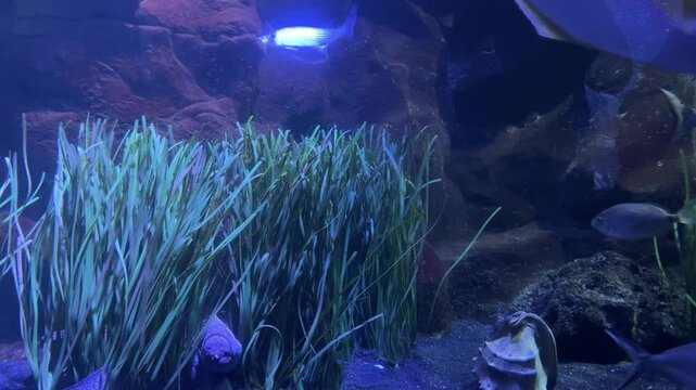 Bluefin trevally Caranx melampygus and white seabream Diplodus sargus swimming above Thalassia testudinum seagrass meadow in a marine aquarium habitat. Coastal ecosystem, underwater biodiversity, trop