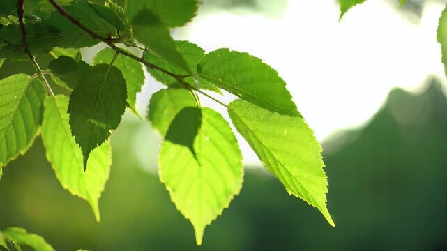 Leaves Swaying Gently in the Sunlight