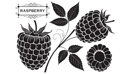 Very beautiful black-and-white engraved vector illustration featuring fresh RASPBERRIES, a sliced berry section, leaves, and a decorative botanical label reading "RASPBERRY", rendered in refined engra © williamnoah