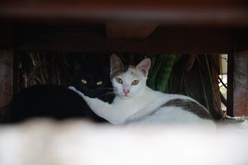 Balck and white cat hugging each other  © Sheni