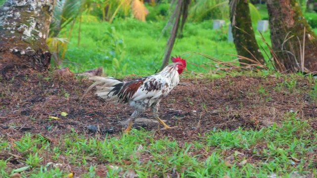 PORTRAIT: Colourful rooster strides across grassy tropical ground with its bright red comb raised high. Authentic village life and backyard poultry in lush Mentawai Islands of West Sumatra, Indonesia.