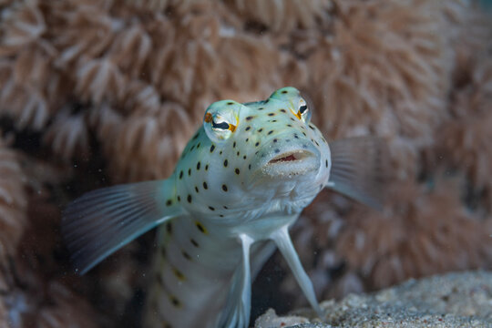 Speckled sandperch (Parapercis hexophtalma) resting on the seabed in Marsa Alam, Egypt, Red Sea.