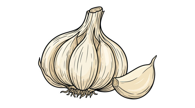 Fresh Garlic Bulb and Clove Isolated on White Background, Healthy Ingredient