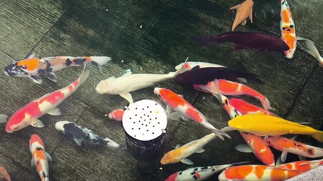 A mesmerizing overhead view of colorful koi fish gracefully swimming in a clear, dark-bottomed pond, showcasing their striking patterns of orange, white, yellow, and black. Video transition, 4k, 60fps
