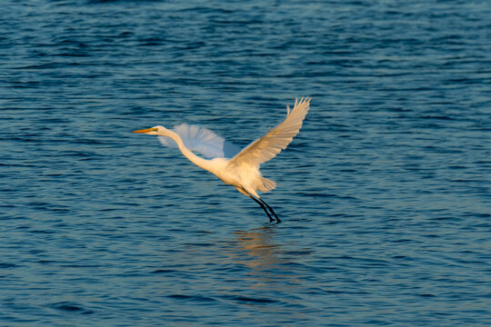 Great egret in flight over the Atlantic coast, Senegal