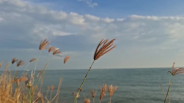 Feather Finger Grass, Chloris Virgata, blown by the wind with a background of calm sea waves and cloudy sky