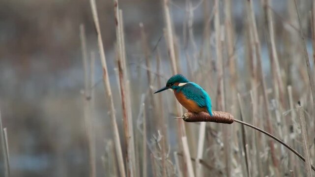 Kingfisher on a Reed Fishing