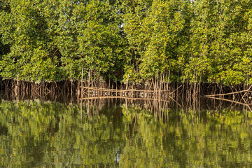 Mangrove roots reflected in calm tidal water, The Gambia © Jeroen Kleiberg