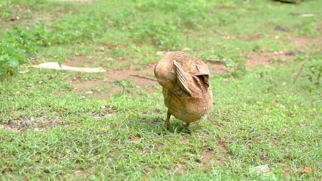 A beautiful brown duck resting on a grassy field and grooming its feathers on a sunny day.