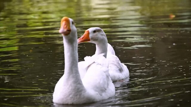 Close-up of two white swans swimming together in a tranquil pond with foreground gazing