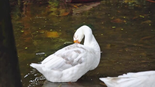 Beautiful white swan drinking water and grooming feathers in a calm pond with shallow water. 