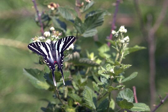 Zebra swallowtail butterfly perched on green foliage with small white flowers.