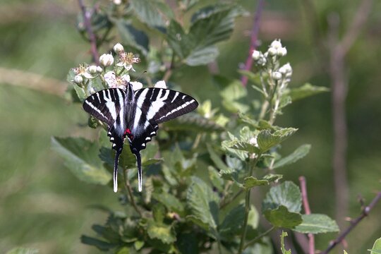 A zebra swallowtail butterfly feeding on white wildflowers in a sunny field.