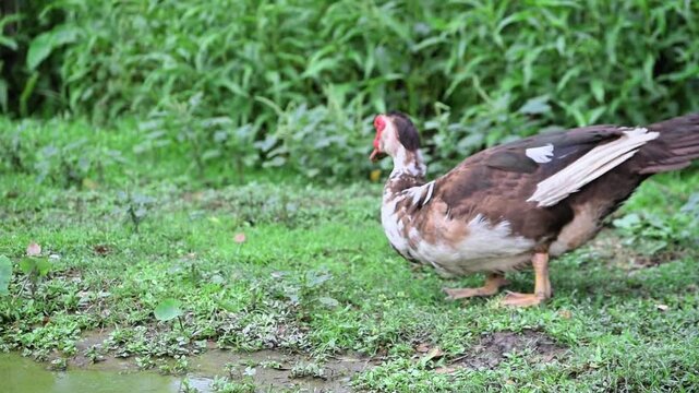 A muscovy duck walking gracefully through verdant foliage, looking for food.