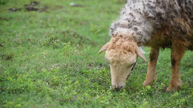 Close-up of a sheep grazing on vibrant green grass conveys rural farming life.