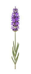 Fototapeta premium Single purple lavender flower stem isolated on transparent background