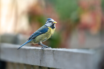 Blue tit Cyanistes caeruleus perched on garden fence with food item, London, UK © Paul Bean