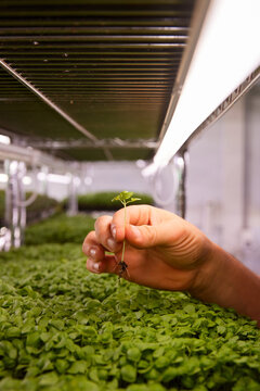 Hand holds a small plant in a greenhouse during plant growth
