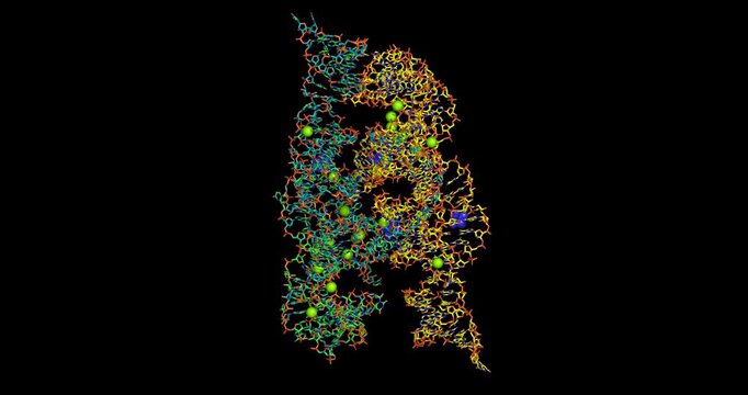 
Group I Ribozyme, catalytic self-splicing RNA macromolecule from Tetrahymena thermophila, 3D molecule spinning, 4K