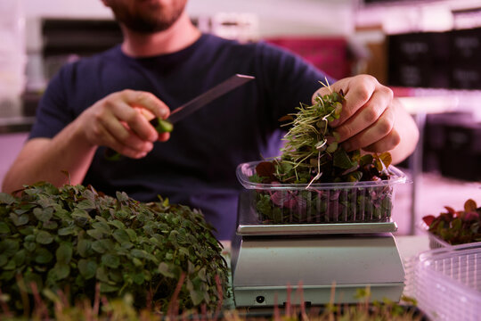 Harvesting and packaging herb microgreens at an indoor farm