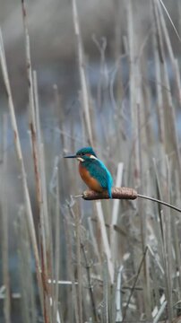 Kingfisher on a Reed Fishing