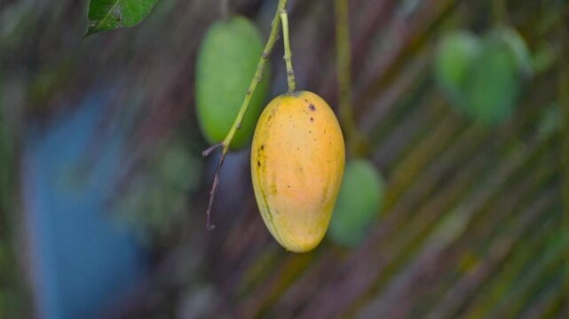 Ripe mangoes hanging from a tree branch during golden hour with soft focus background